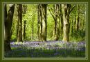 Bluebell_Woods-1143.jpg