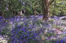 Bluebell_Woods.jpg