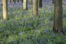 Bluebells-Ashridge-1.jpg