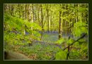 Bluebells_23.jpg