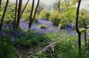 Bluebells_3.jpg