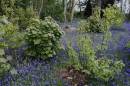Bluebells_4.jpg