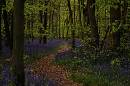 Bluebells_in_the_woods.jpg