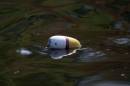 Bouy_resize.jpg
