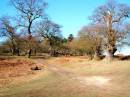 Bradgate_Park_600_x_450_.jpg
