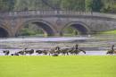Bridge:Geese.jpg