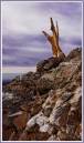 BristleCone.jpg