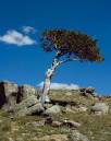 /gallery/data/2/thumbs/Bristlecone-Pine0012-web.jpg