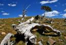 Bristlecone-hill-01-web.jpg