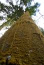 Brown_trunk_1637.jpg