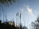 Bullrush_reflection.jpg
