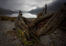 Buttermere_tree-1.jpg