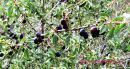 CHERRY1.JPG