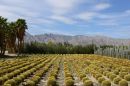 Cactus_Farm_ARC_4247_web1000.jpg