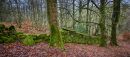 Calder_woods_wpf-1-3.jpg