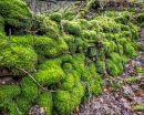 Calder_woods_wpf-1.jpg