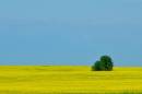 Canola_005.jpg