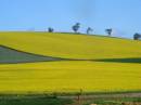 Canola_fields.jpg