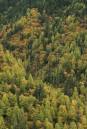 Carpet-of-colours-wpf.jpg