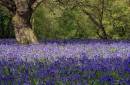 Carpet-of-flora.jpg