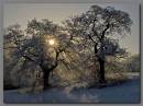 Carrs_Trees.jpg