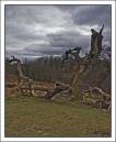 Chalke_Abbey_Grounds.jpg