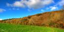 Chapel_Woods3.jpg