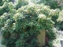 Climbing_hydrangea.jpg