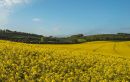 Coombe_Bisset-1.jpg