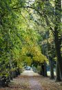 Copy_of_The_Walkway_1.jpg