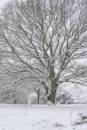 Copy_of_snow_080207_010.jpg