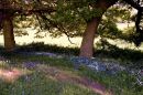 Country-Park.jpg
