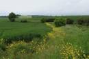 Countryside_3.jpg