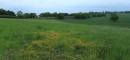 Countryside_4.jpg