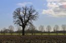 Countryside_in_Messing_Essex.jpg