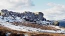 Cow_Calf_2_Mar_18.jpg