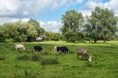Cows-in-Meadow.jpg