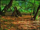 Crickley_Woods_1.jpg