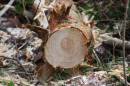 Cut_Tree.jpg