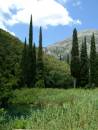 Cyprus_trees.jpg