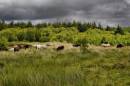 DSC4067Ponies3_804_x_534_.jpg