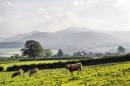 DSC6627Pastoral_Peace.jpg