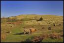 DSC8632_Twyn-y-Gaer_1024x768_.jpg