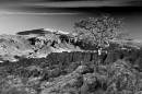 DSC_0065ab_w1small.jpg