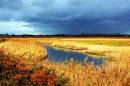 DSC_0078_mudeford_reed_bed_3_adobed_Medium_.jpg