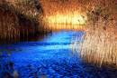 DSC_0157_river_and_reeds_adobed_Medium_.jpg