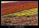 DSC_8762_copy.jpg