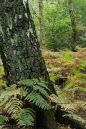 Dancing-trees.jpg