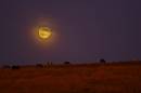 Dartmoor_ponies_by_moonlight.jpg