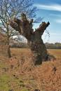 Dead_Tree1.jpg